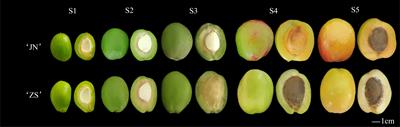 Metabolomic and transcriptomice analyses of flavonoid biosynthesis in apricot fruits